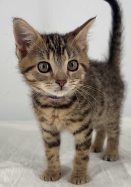 Kitten Miley image 3