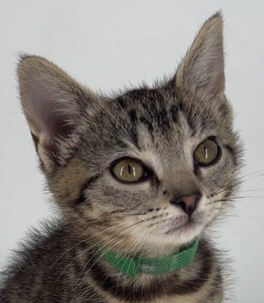 Kitten Lilly - Domestic Short Hair