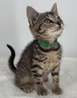 Kitten Lilly image 2