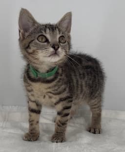 Kitten Lilly image 3