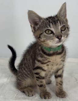 Kitten Lilly image 4