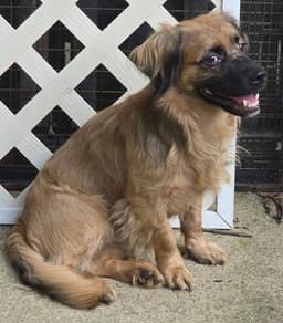 Gizmo image 1