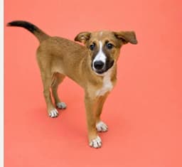 Puppy Mango image 3