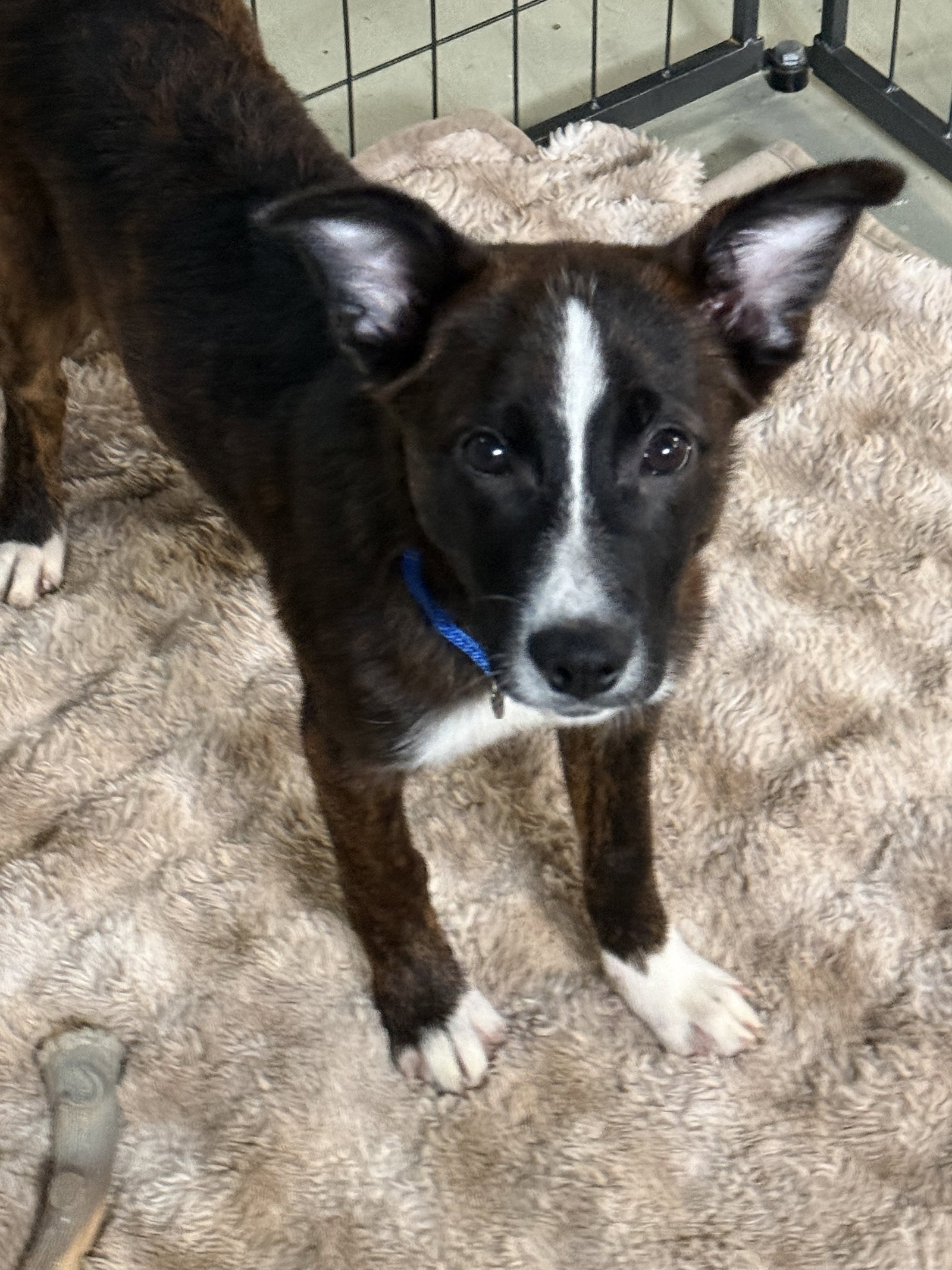 Puppy Pineapple image 1