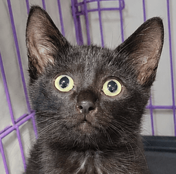 Kitten Cipher image 1