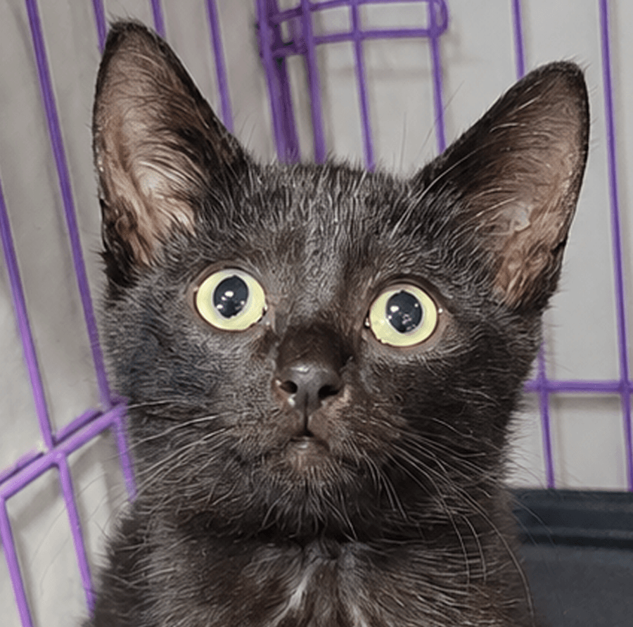Kitten Cipher - Domestic Short Hair