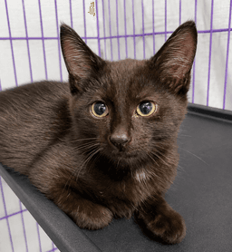 Kitten Dagger image 2