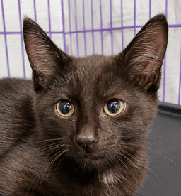 Kitten Dagger image 1