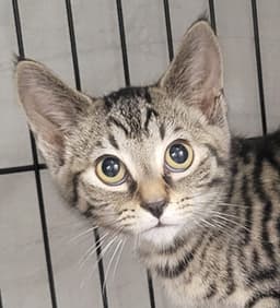 Kitten Folder image 1