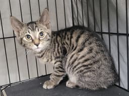 Kitten Folder image 2