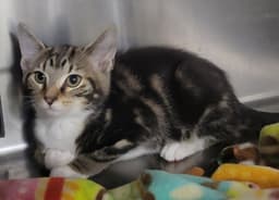 Kitten Trapper Keeper image 3