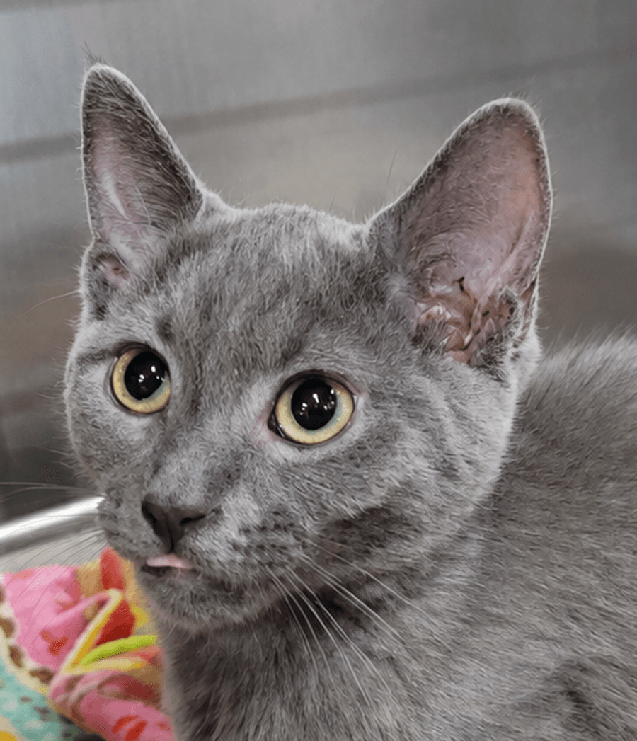 Kitten Highlighter - Domestic Short Hair