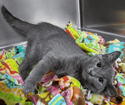 Kitten Highlighter image 3