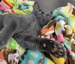 Kitten Highlighter image 4