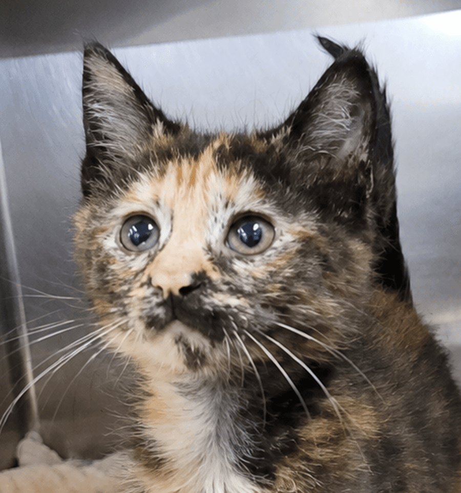 Kitten Mali - Torbie