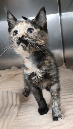 Kitten Mali image 2