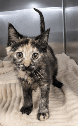 Kitten Mali image 3