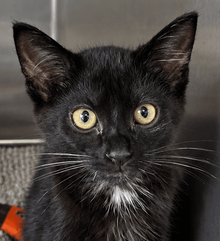 Kitten Crash - Domestic Short Hair