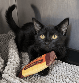 Kitten Crash image 3