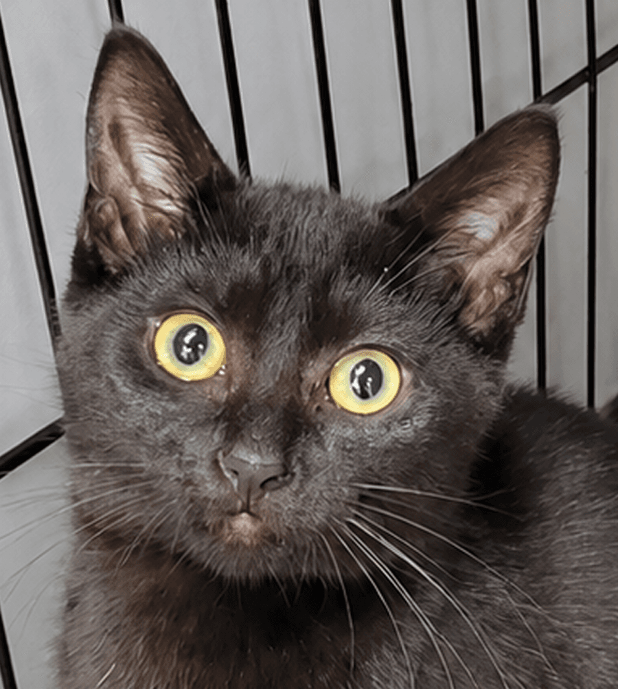 Kitten Ruler - Domestic Short Hair