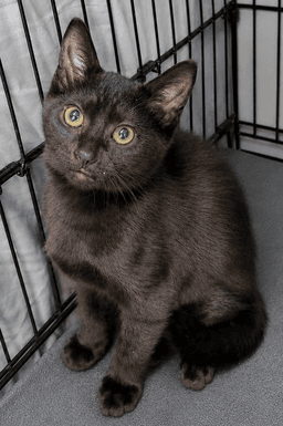 Kitten Ruler image 2