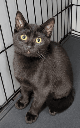 Kitten Ruler image 3