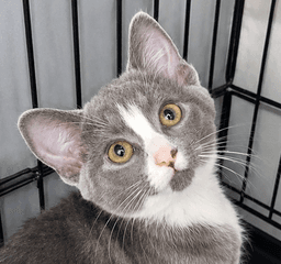 Kitten Glue Stick image 1