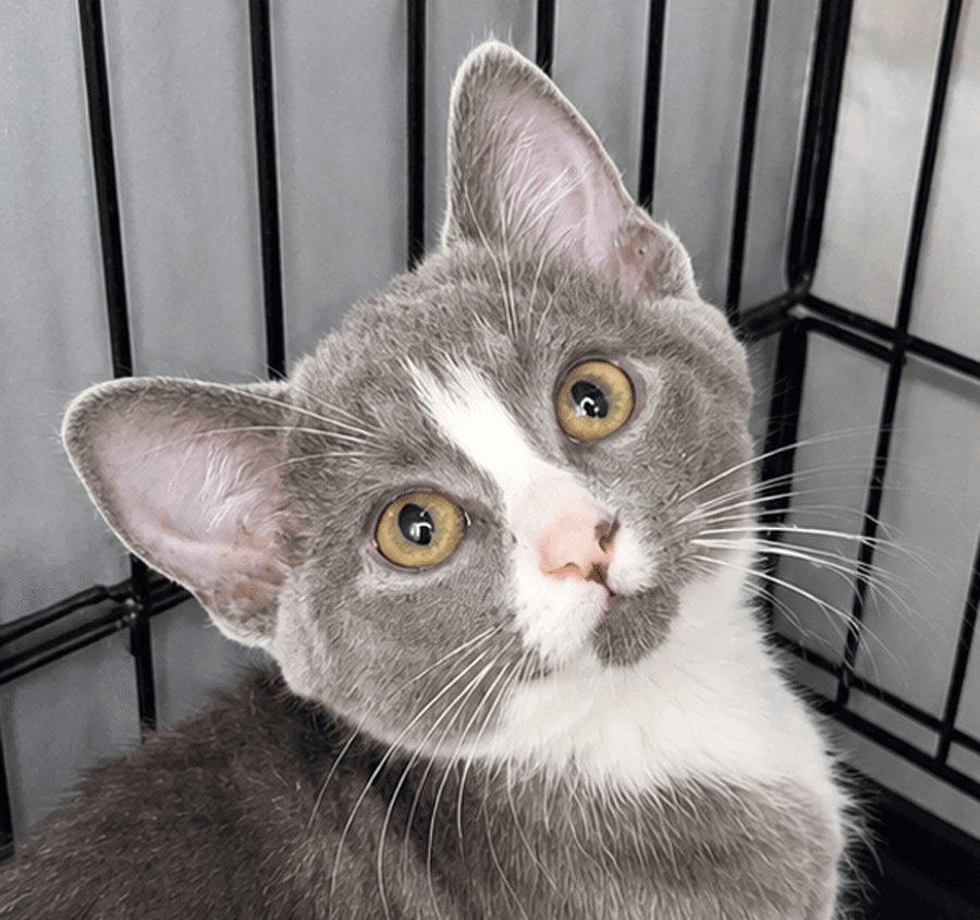 Kitten Glue Stick - Domestic Short Hair