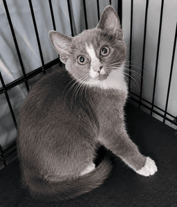 Kitten Glue Stick image 2