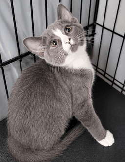 Kitten Glue Stick image 3