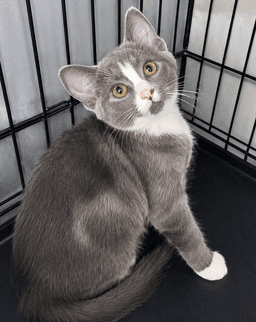 Kitten Glue Stick image 4