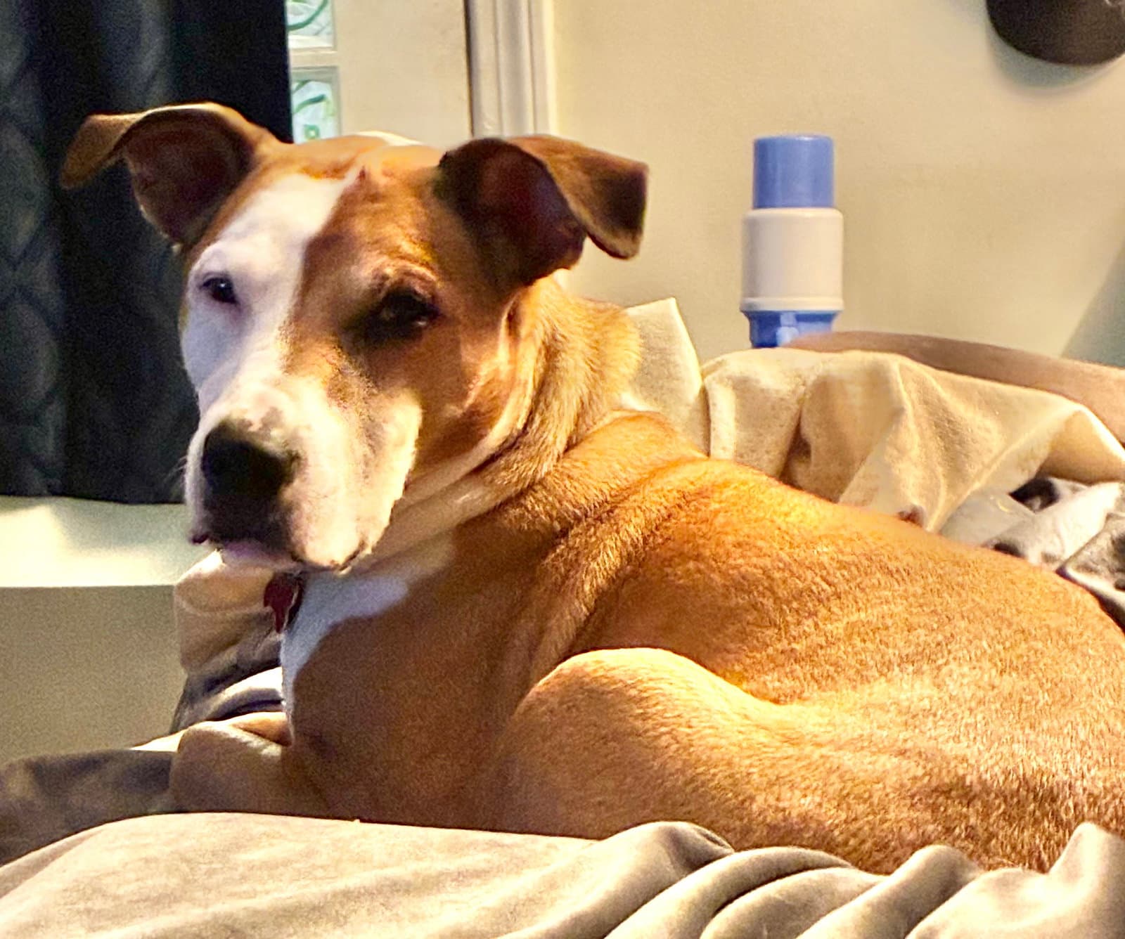 Molly - Hound