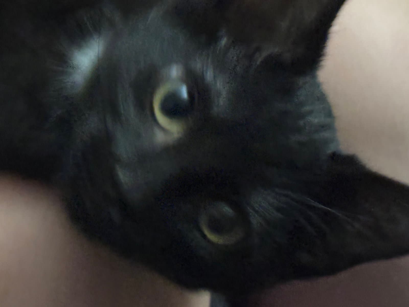 Elton John - Domestic Short Hair
