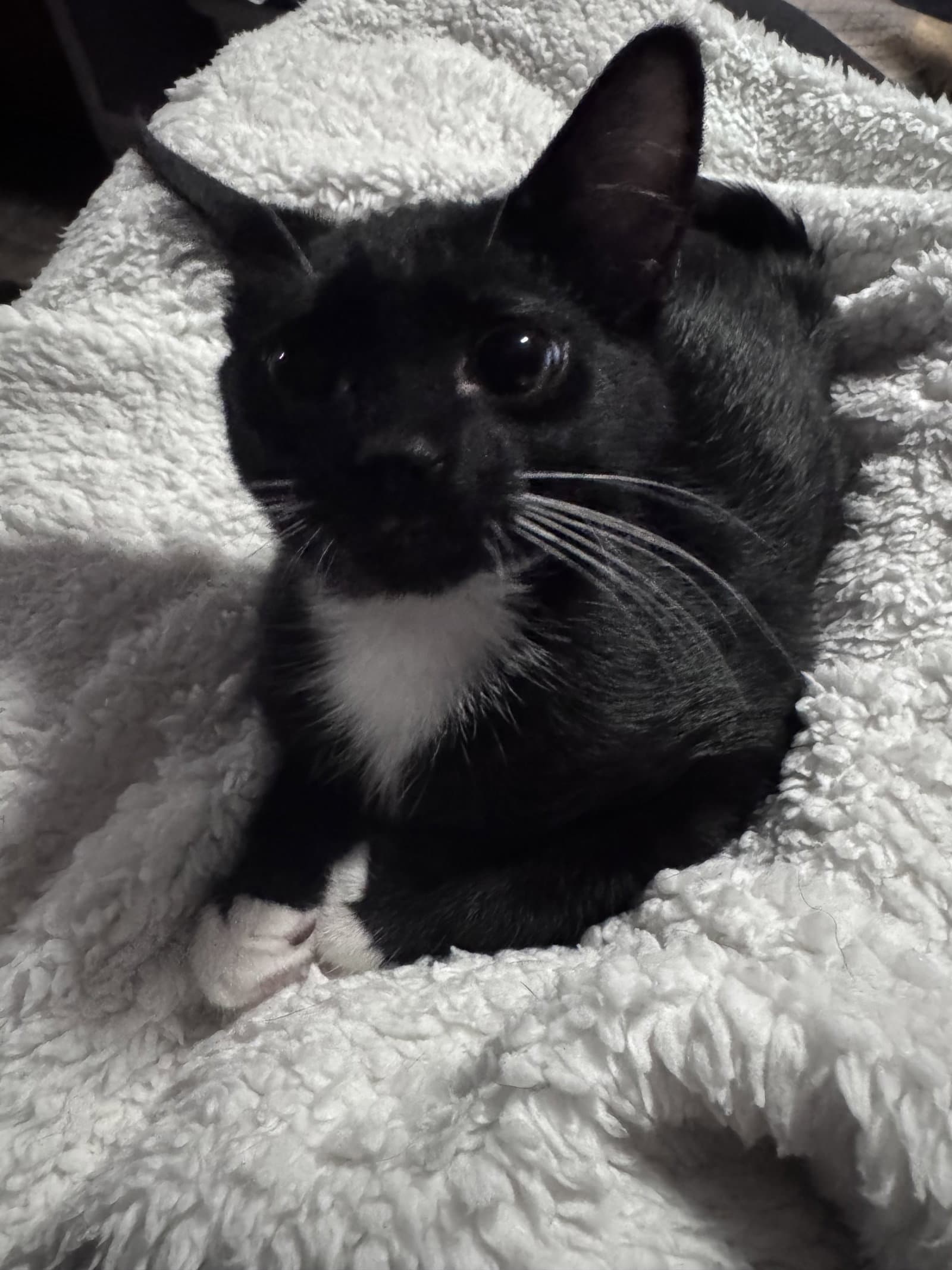 David Bowie - Domestic Short Hair