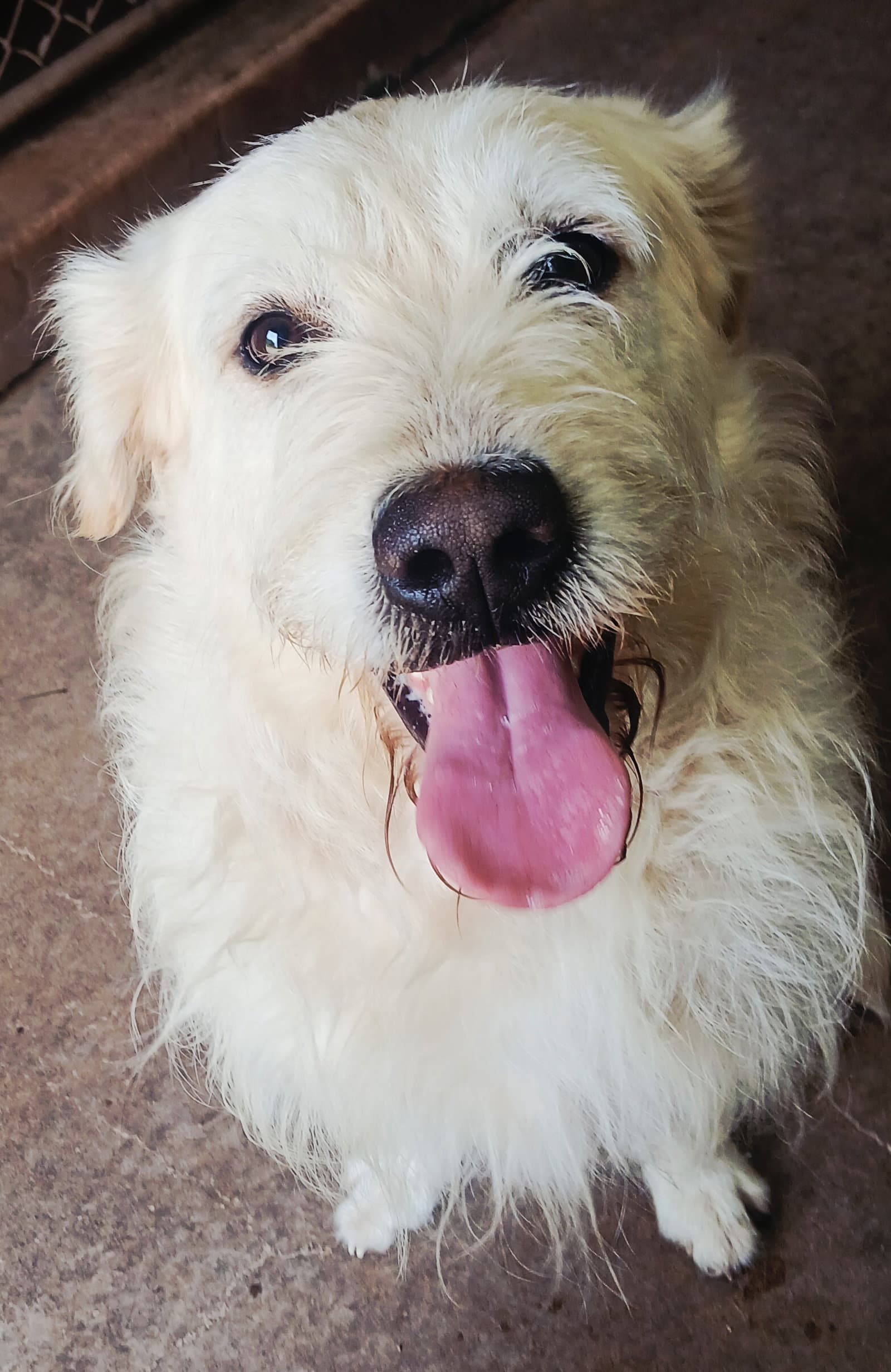 Nikko - Poodle (Standard)
