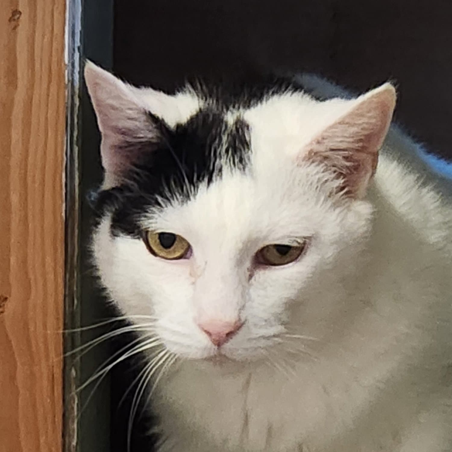 Astro - Domestic Short Hair