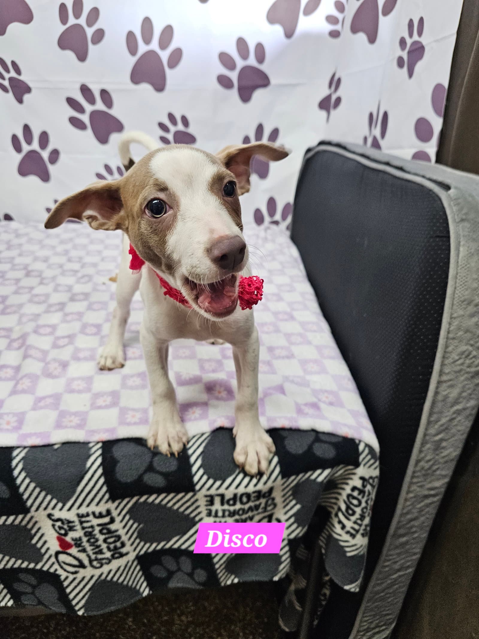 Disco - Rat Terrier