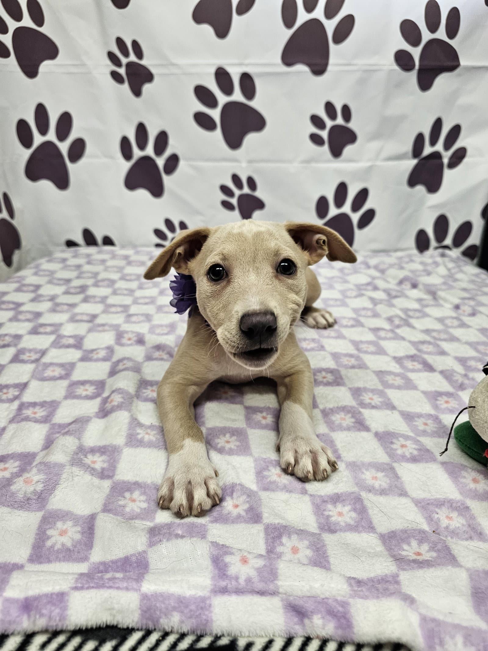 Lyrical - Rat Terrier