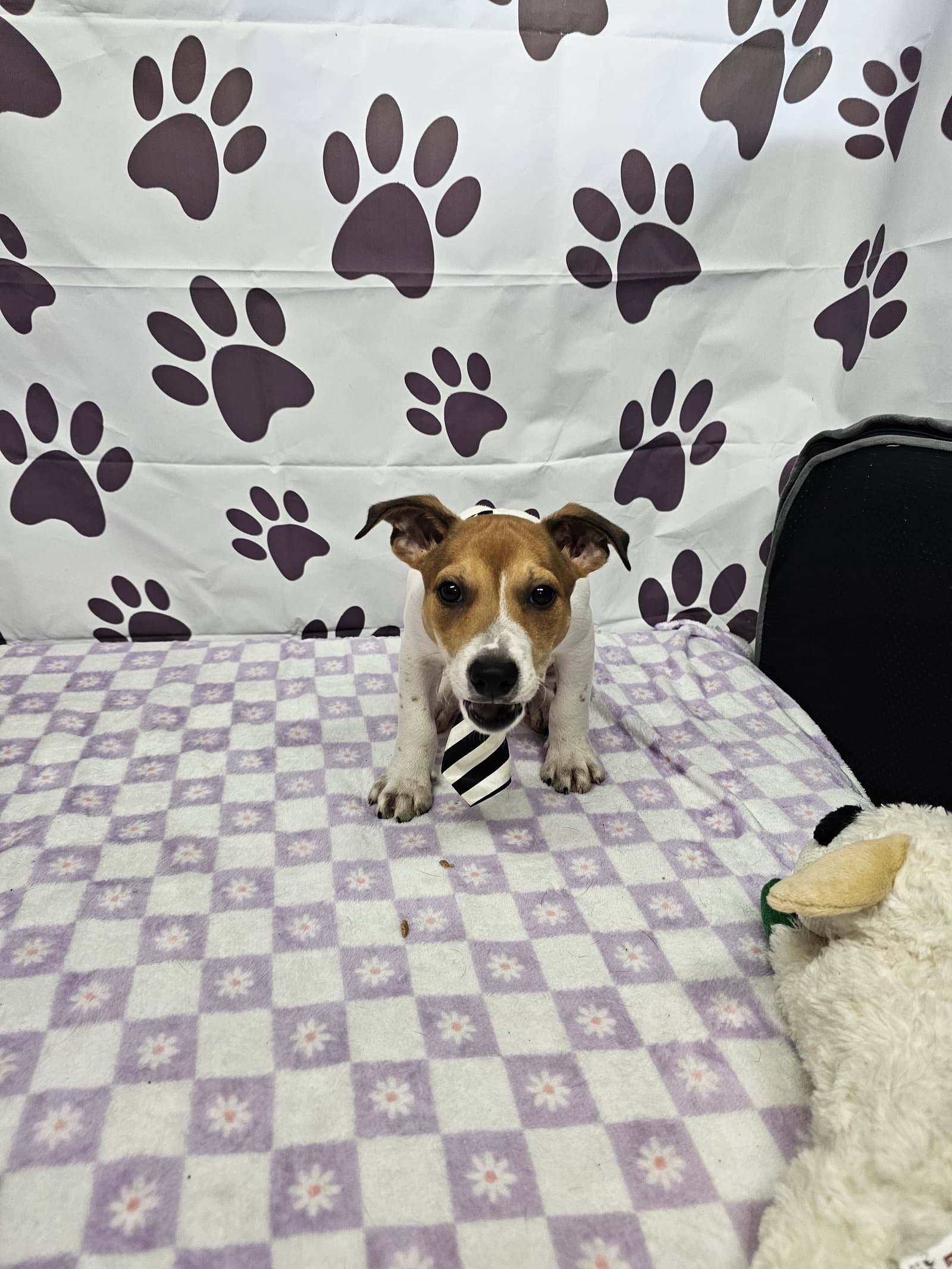 Tango - Rat Terrier