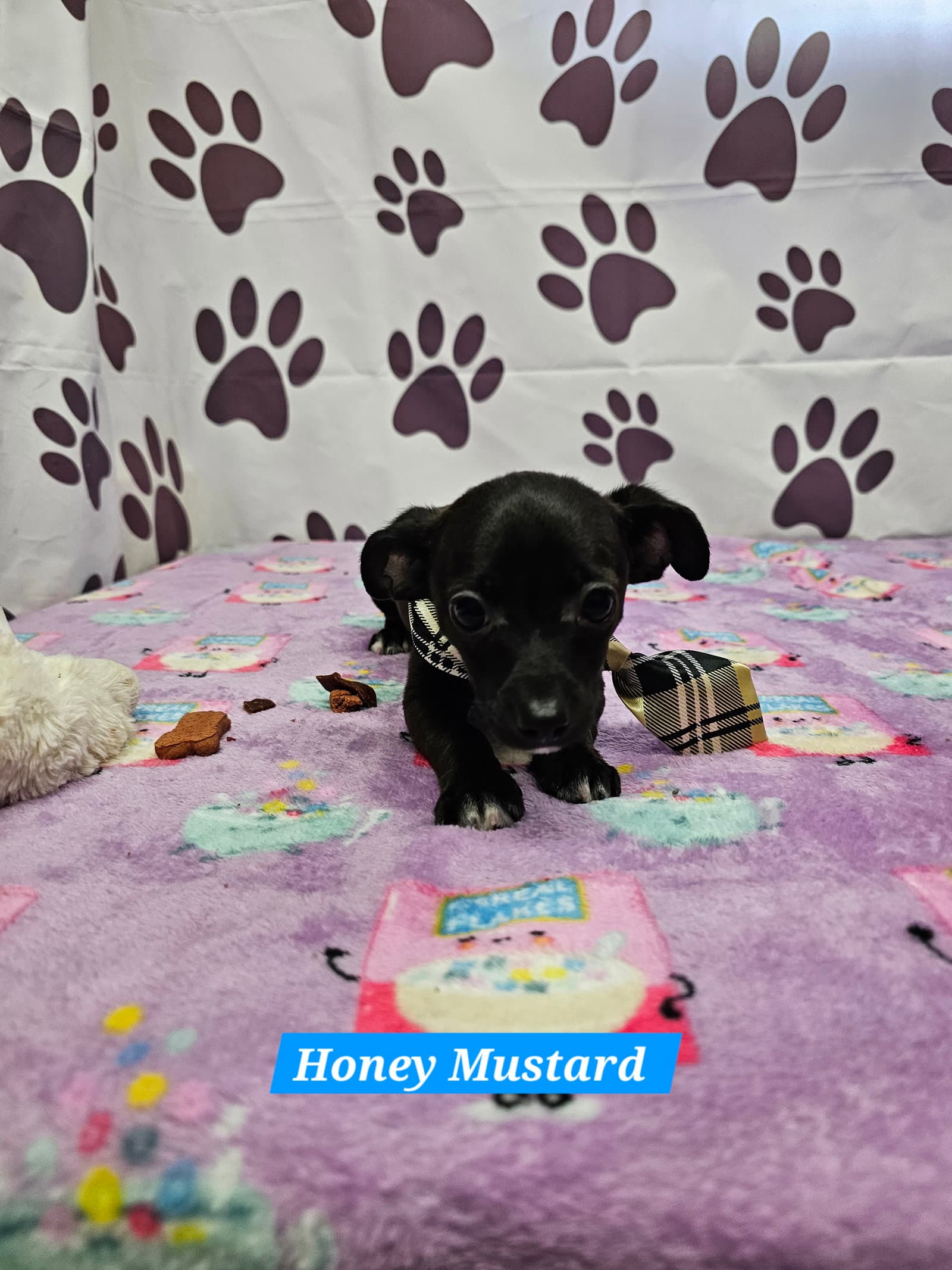 Honey Mustard - Chihuahua