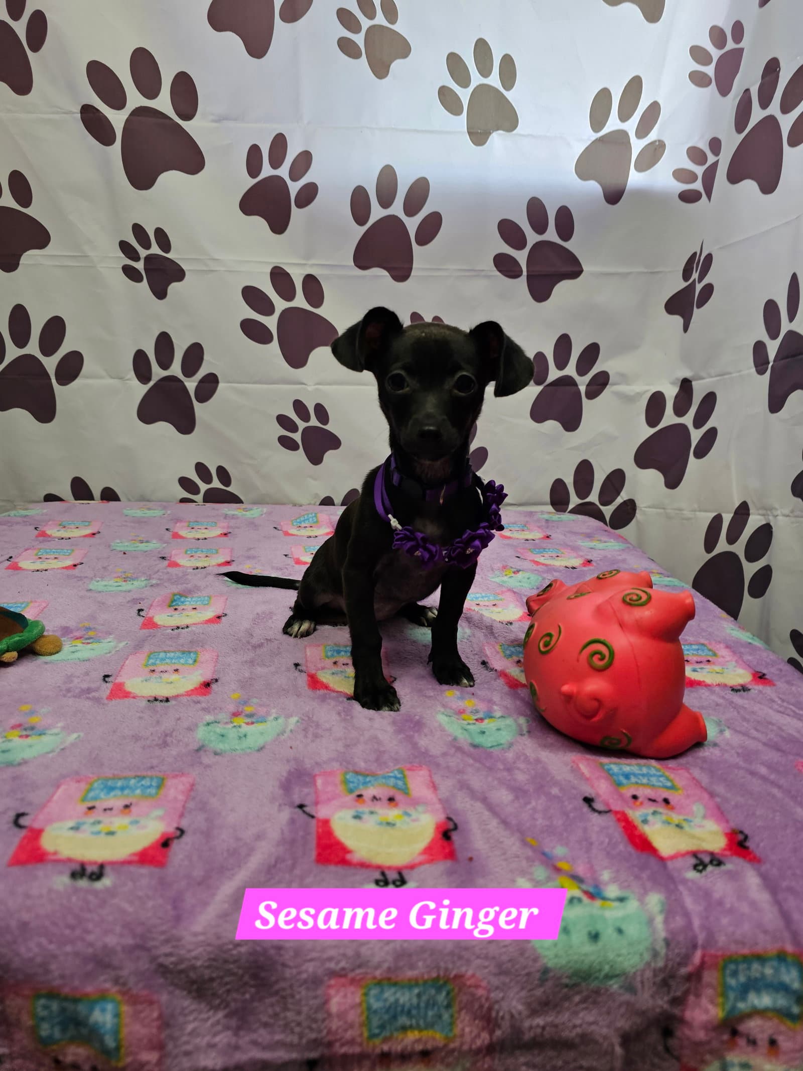 Sesame Ginger - Chihuahua