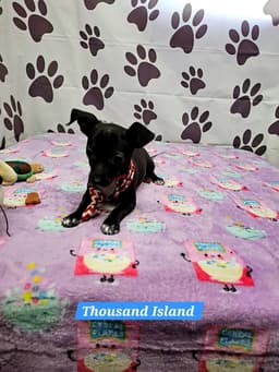 Thousand Island image 1
