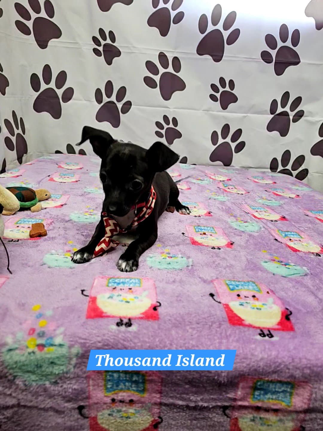 Thousand Island - Chihuahua