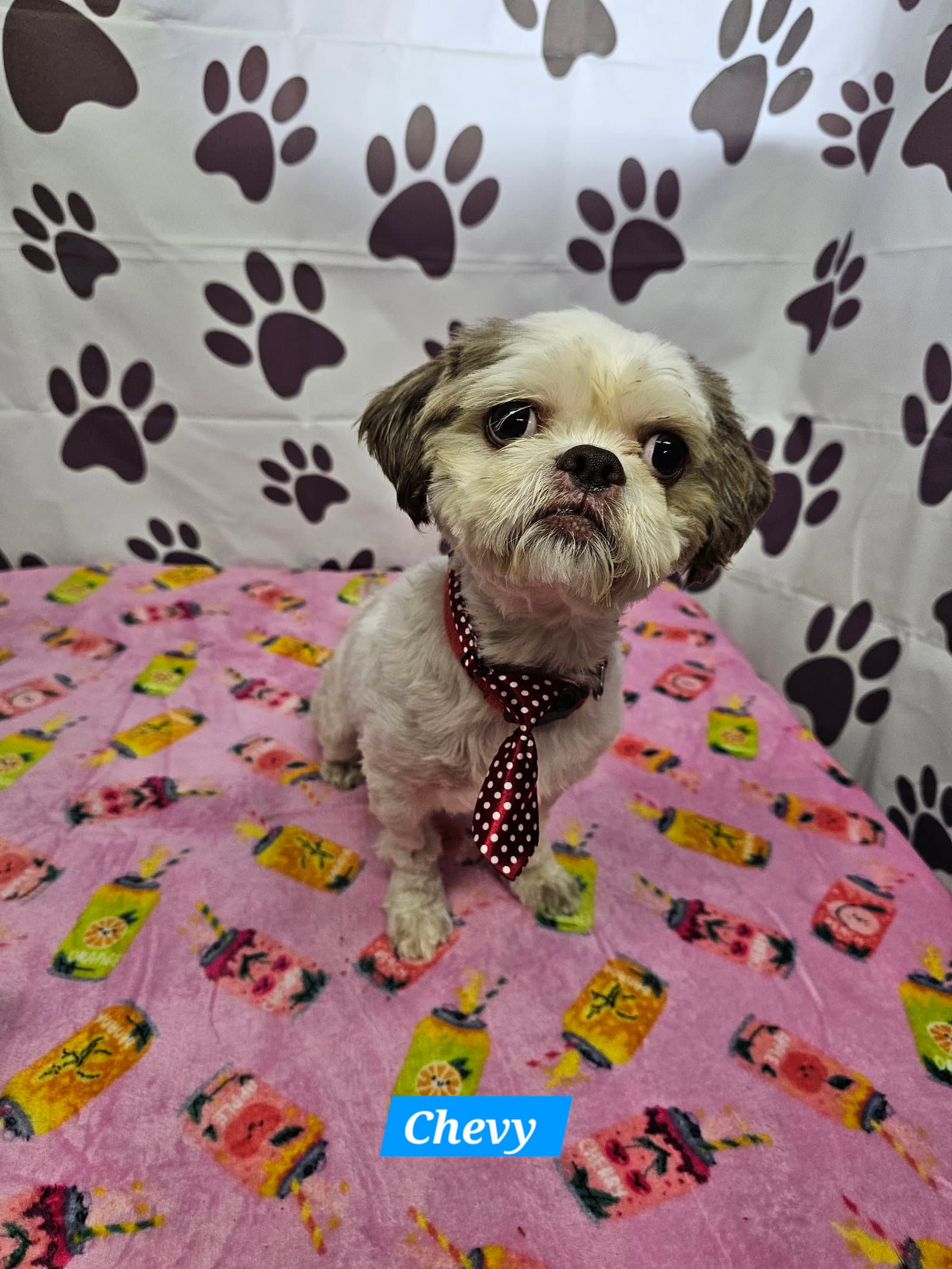 Chevy - Shih Tzu