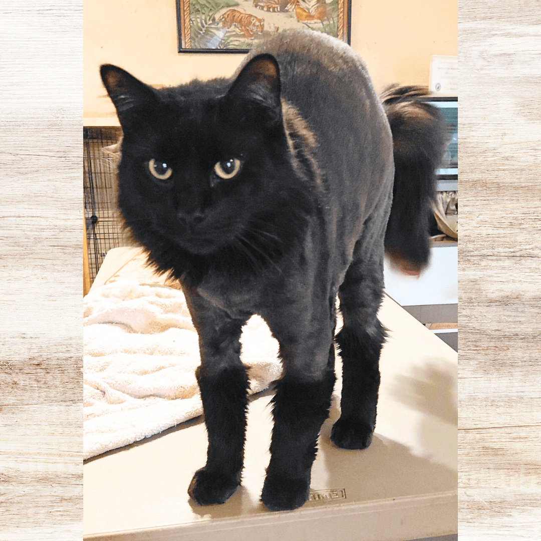 Winston - Domestic Long Hair