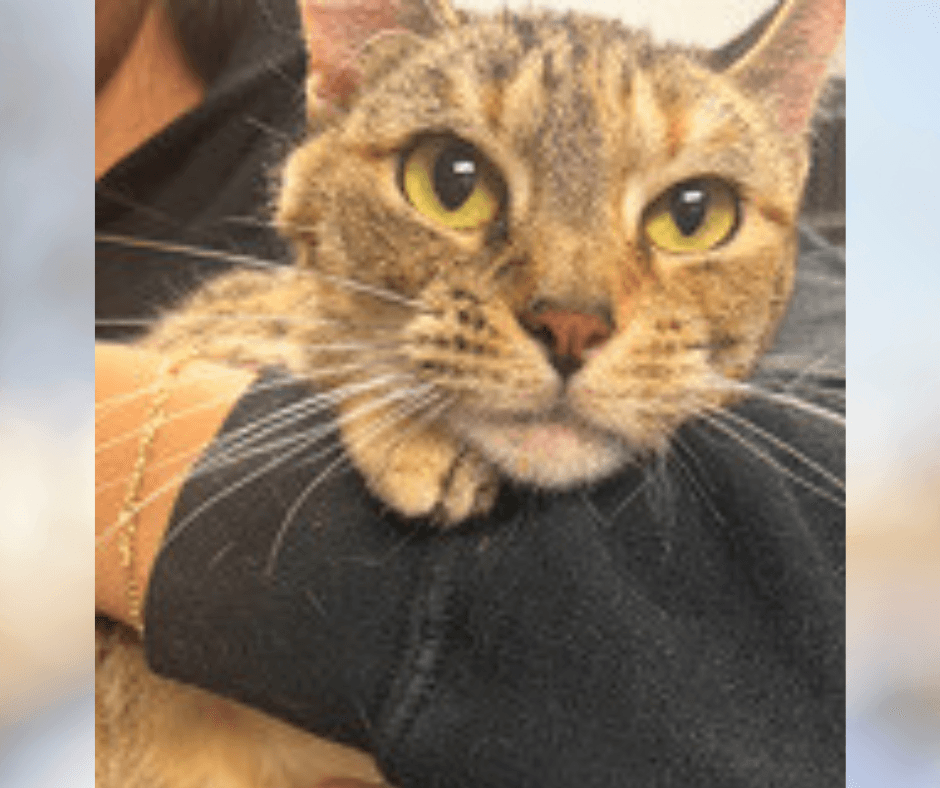 Gemma Wjackson - Torbie
