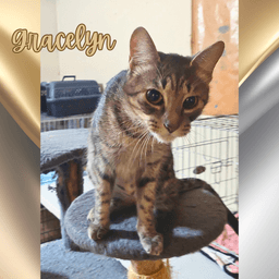Gracelyn image 1