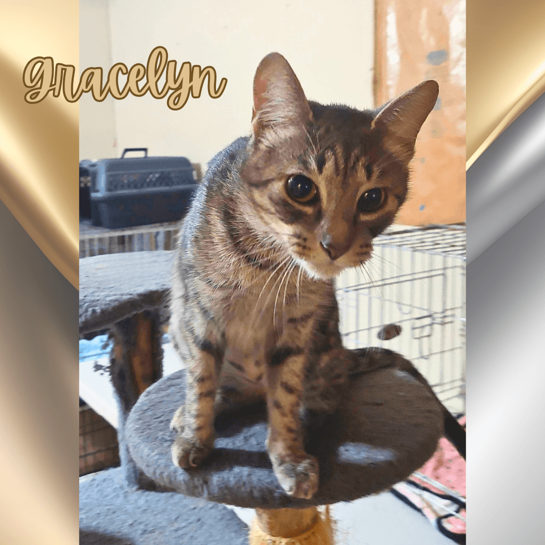Gracelyn - Tabby