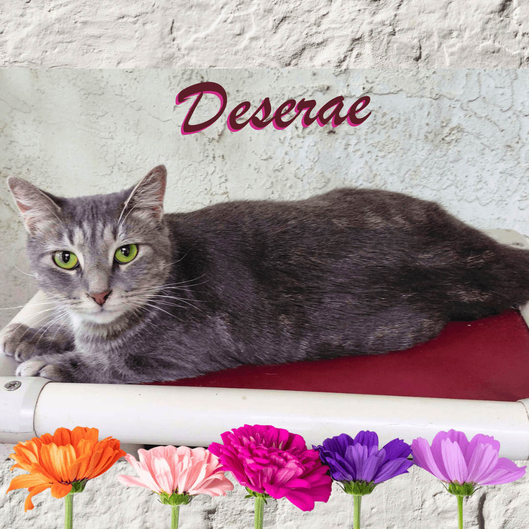 Deserae - Tabby