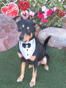 Bruno image 1